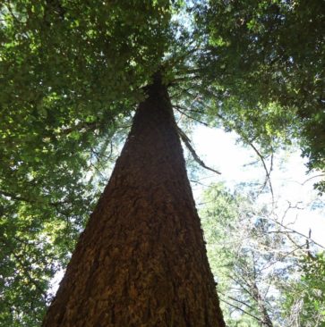 Tallest Tree